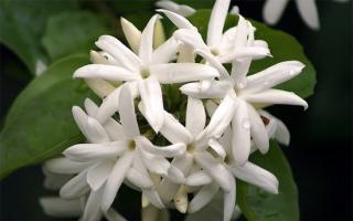Цветок жасмин описание и полезные свойства