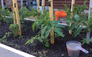 Советы от опытных огородников: как использовать йод для подкормки томатов