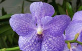 ﻿ Цветок орхидея фото, описание, виды В состав какой крупной системы входит орхидея
