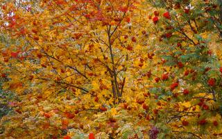 Листья рябины летом. Подробно о сливе. Выращивание, полезные свойства и выбор сорта. Действие лекарственного растения на организм